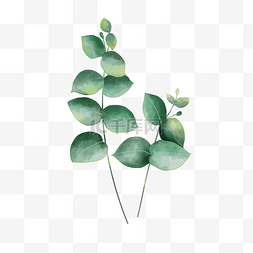 手绘装饰插画植物图片_尤加利绿叶装饰插画元素