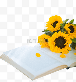 书图片_放在书上的向日葵鲜花