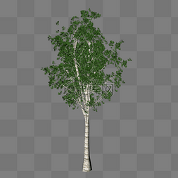 桦树树木