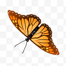 棕色的蝴蝶插画