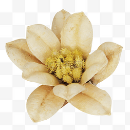 米黄色栀子花