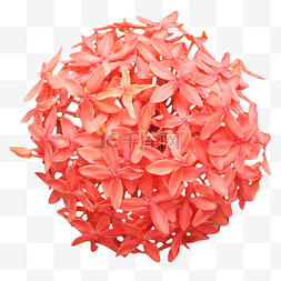 红色绣球花
