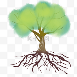 植物大树树根