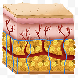 皮肤图片_皮肤组织细胞
