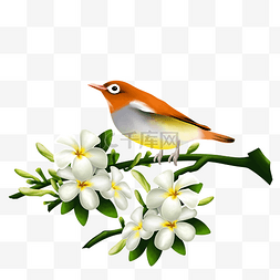 春季白色花朵小鸟