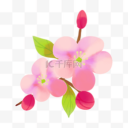 粉色桃花和花苞