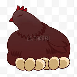 褐色孵蛋的母鸡插画