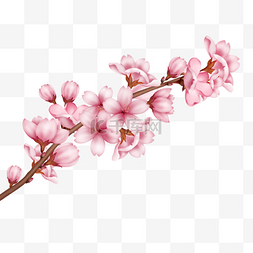 一枝盛开的粉色樱花和樱花花苞