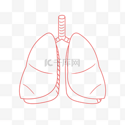 人体重要五脏器官肺部
