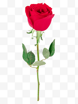 黑玫瑰口红图片_女神节玫瑰鲜花
