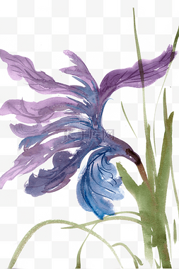 紫色盛开的花朵图片_紫色的菖蒲