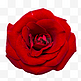 一朵盛开的玫瑰花