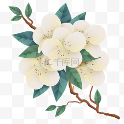 春天白色梨花
