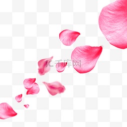 粉色花瓣飘舞