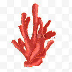 红色珊瑚图片_红色珊瑚植物