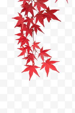 秋天红枫叶树枝