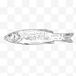 线描小鱼海鲜食物