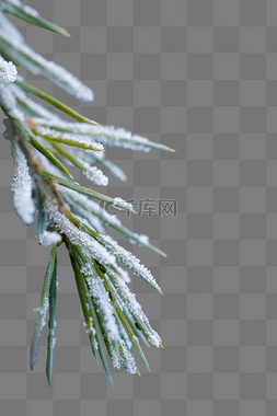 霜降落霜植物