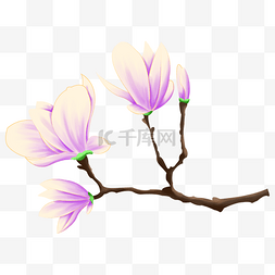 漂亮的紫色花朵图片_几朵漂亮的紫色玉兰花