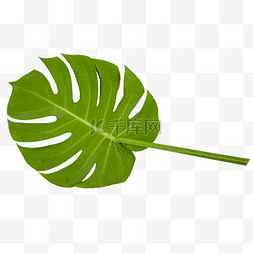 绿植龟背竹