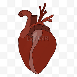 人体五脏六腑图片_人体器官心脏