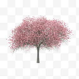 粉色樱花树图片_冬天樱花树