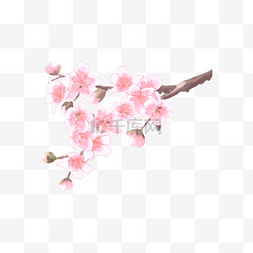 盛开的粉色花瓣图片_水彩桃花盛开的花卉
