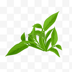 水珠含叶子图片_绿色茶叶叶子