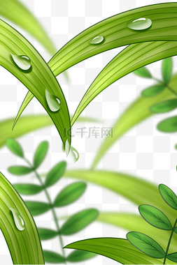 小草露珠图片_叶子小草植物