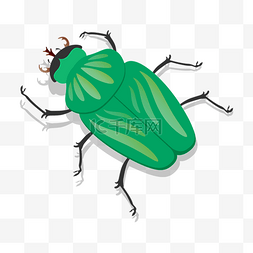 甲虫图片_绿色黑色甲虫剪贴画