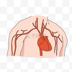 心脏病学心脏及冠状动脉插画