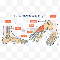 人体骨头图片_医疗人体组织器官足部构造