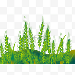 翠绿色麦子图片_小满麦子小麦节气