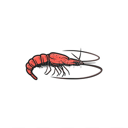 虾贝类甲壳类动物孤立的虾图标矢