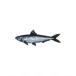 水水图片_鲱鱼或沙丁鱼咸水鱼的隔离动物鲱