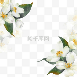 白色花卉插画图片_茉莉花水彩花卉