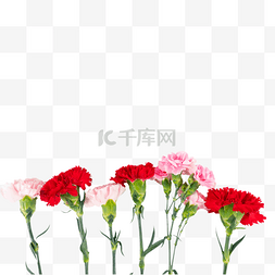 母亲节康乃馨鲜花花卉