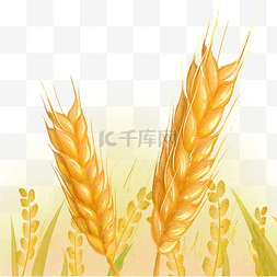 芒种麦子小麦
