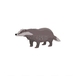 欧洲獾隔离的野生动物矢量短腿杂