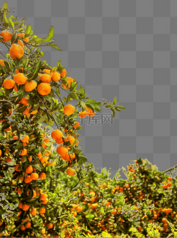 新鲜水果桔子柑橘树