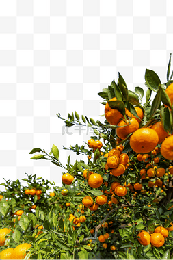 桔子橘子树植物果实