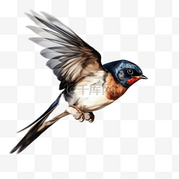 燕子飞翔插画图片_卡通动物飞翔的燕子