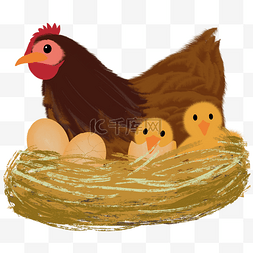 母鸡小鸡孵蛋过程