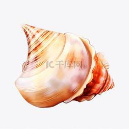 手绘贝壳图片_彩色手绘海洋贝壳