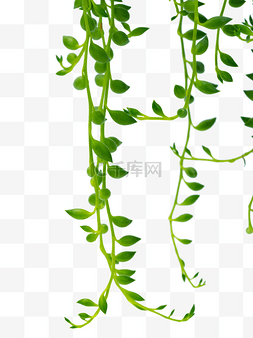 绿色植物吊篮花藤