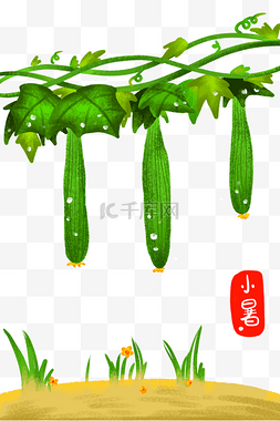 小暑蔬菜黄瓜