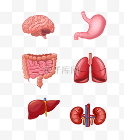 人体肝脏器官图片_人体上半身器官套图