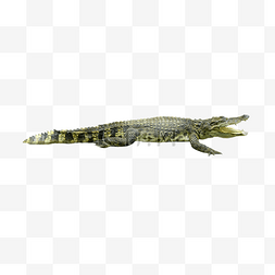 暹罗鳄生物动物鳄鱼