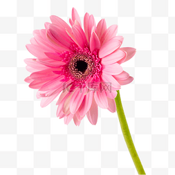 植物花开粉色弗朗菊