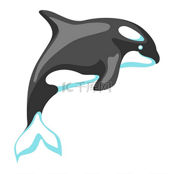 黑白鲸杀手样式化的插图图标或徽